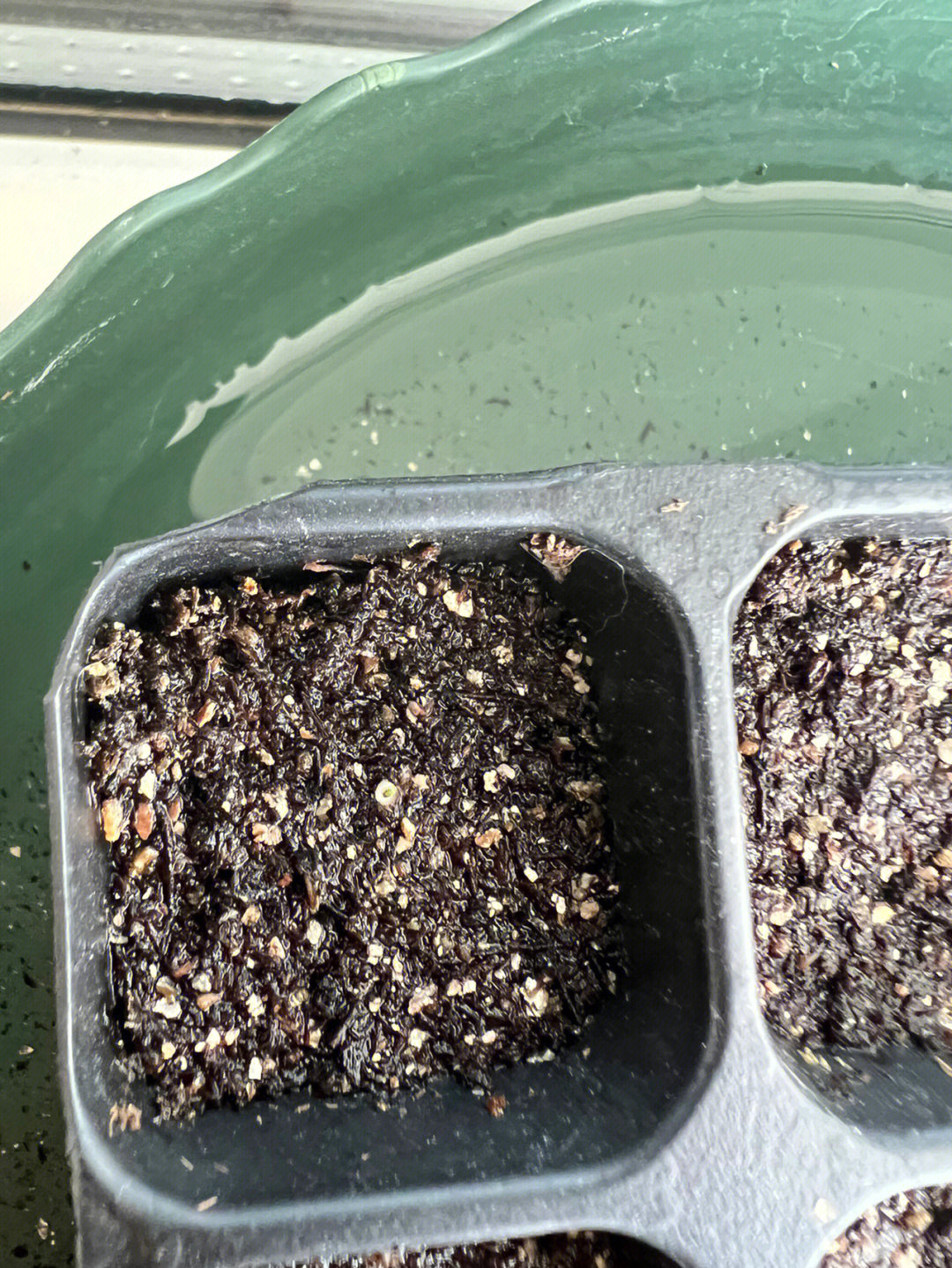 我的洋桔梗发芽了,5号种的,今天11号,发芽用了6天吗,种了两盘