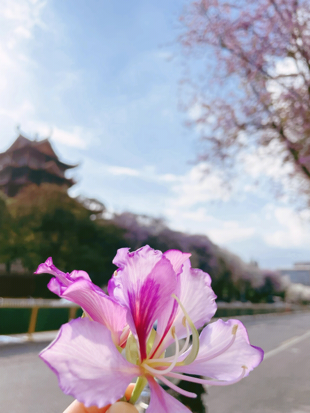 福州工业路羊蹄甲花开春日限定