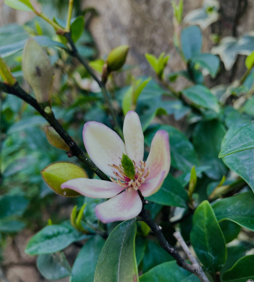 含笑花样子的描写图片