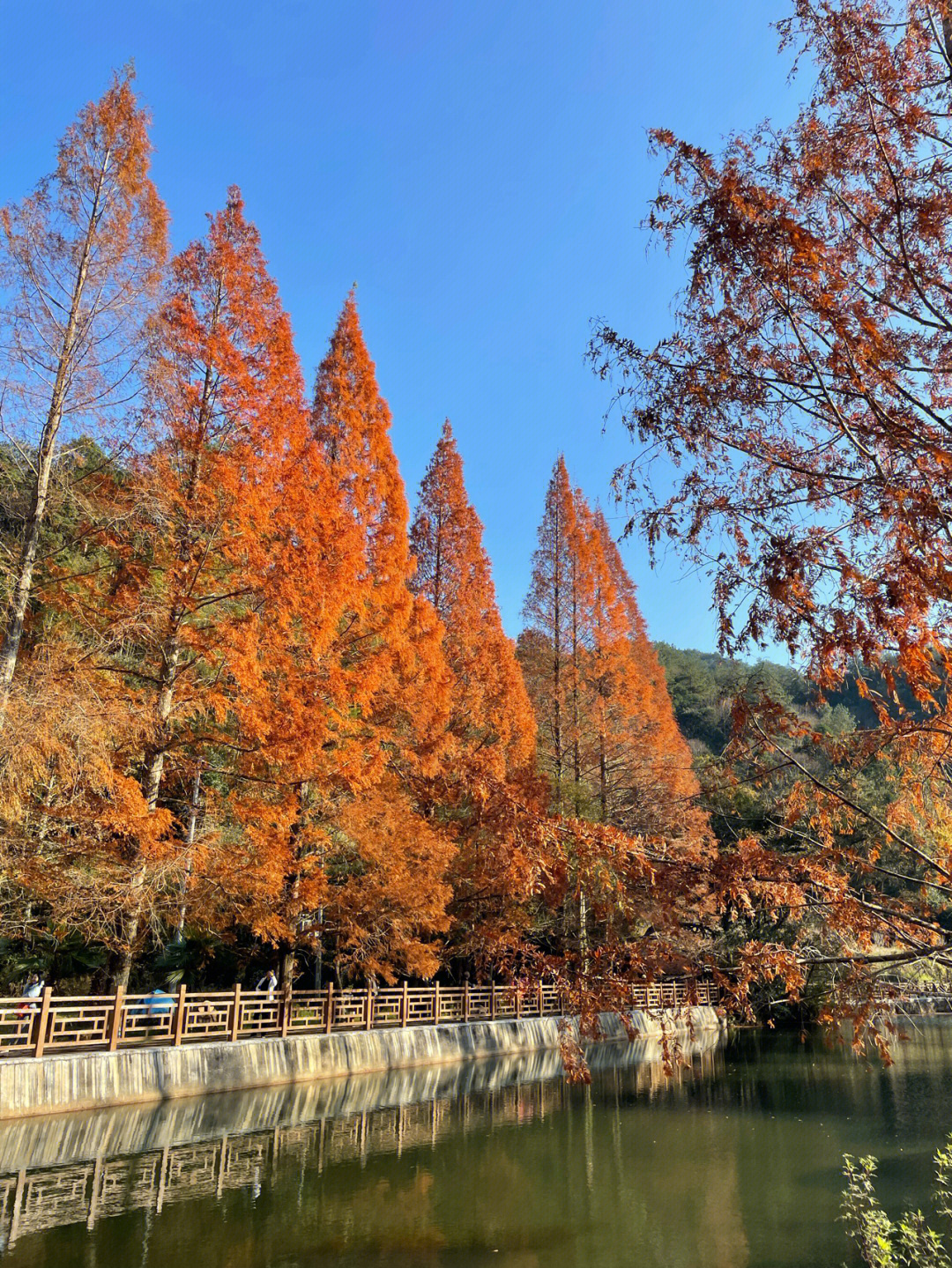 漫山红遍层林尽染龙栖山秋色