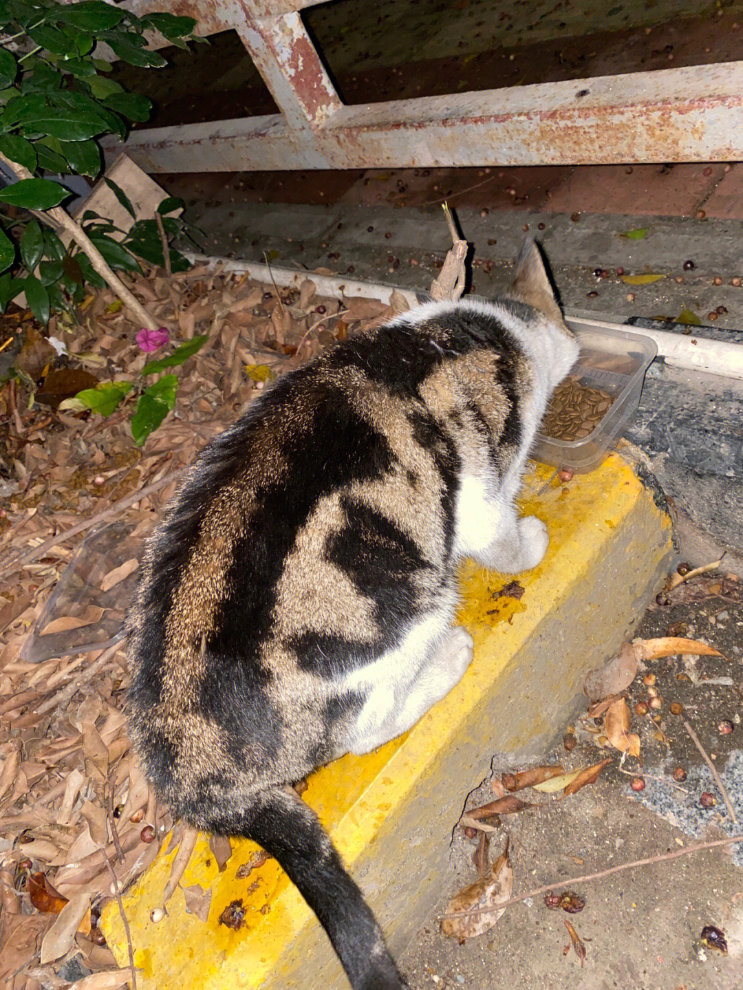 三花猫公猫图片