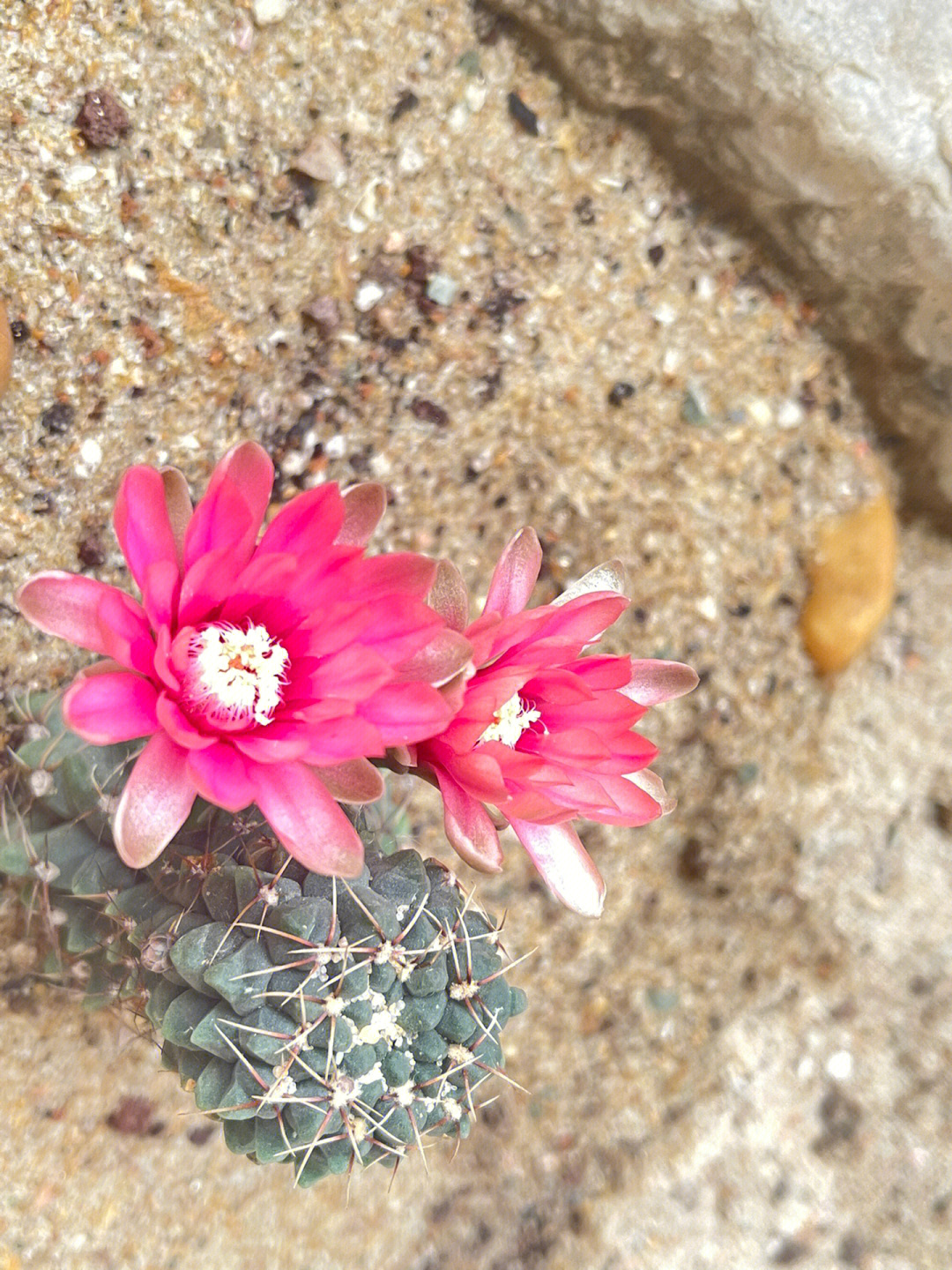 仙人掌开花啦