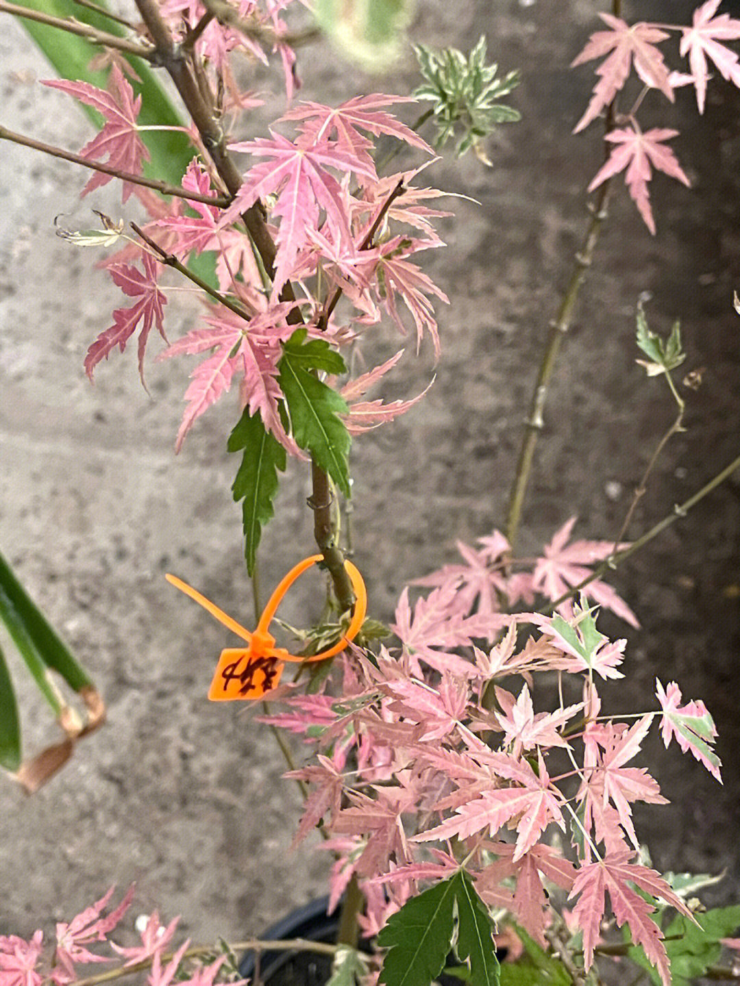 最美枫树泰勒图片