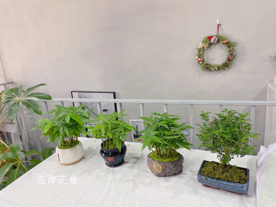 办公室桌面绿植盆栽盆景