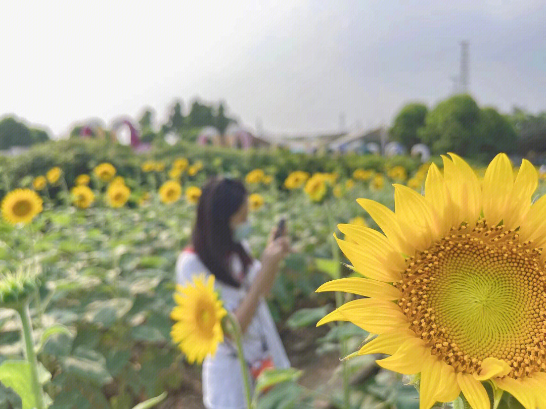 百万葵园女士免门票图片