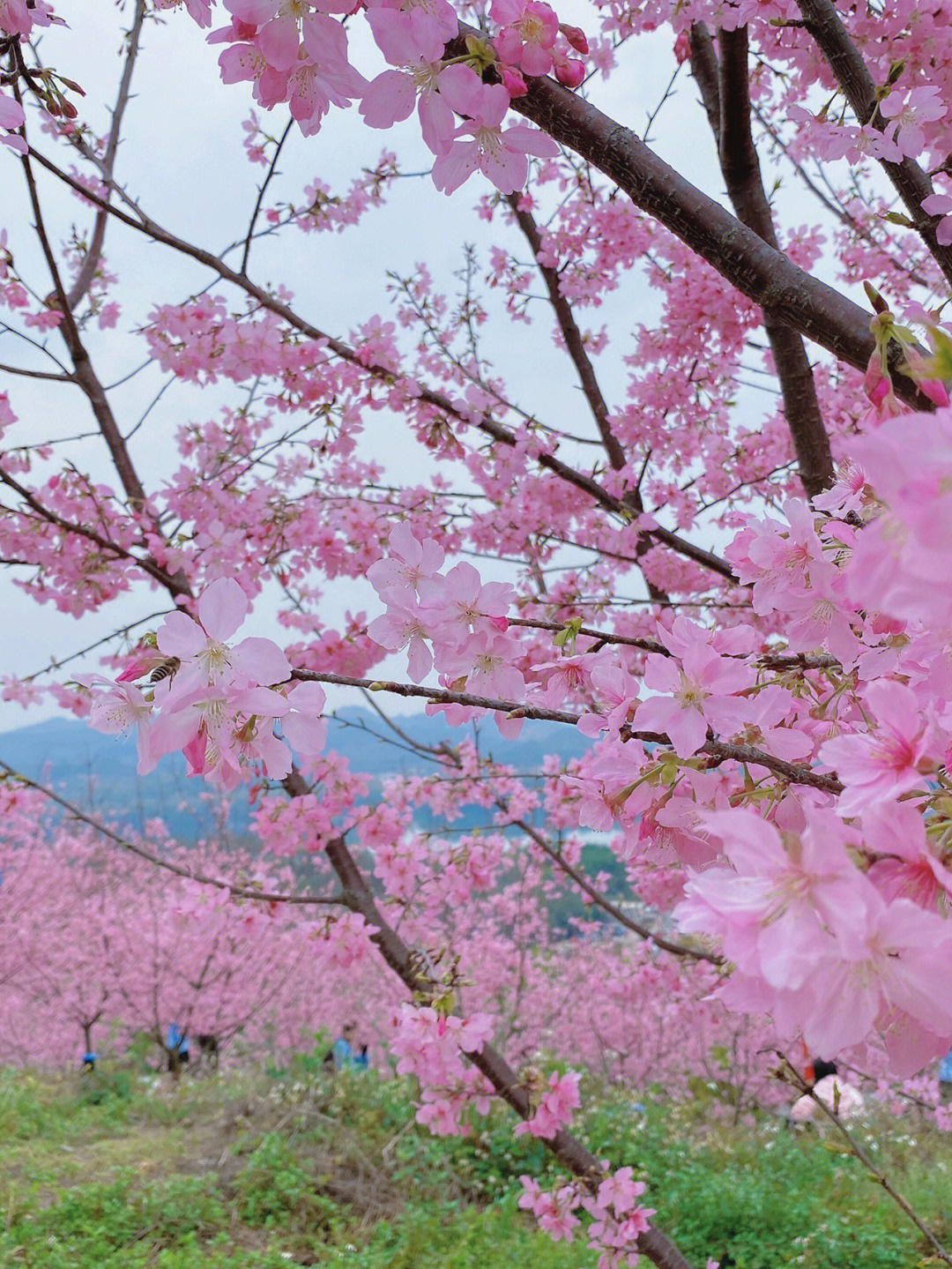 柳州环江樱花谷图片