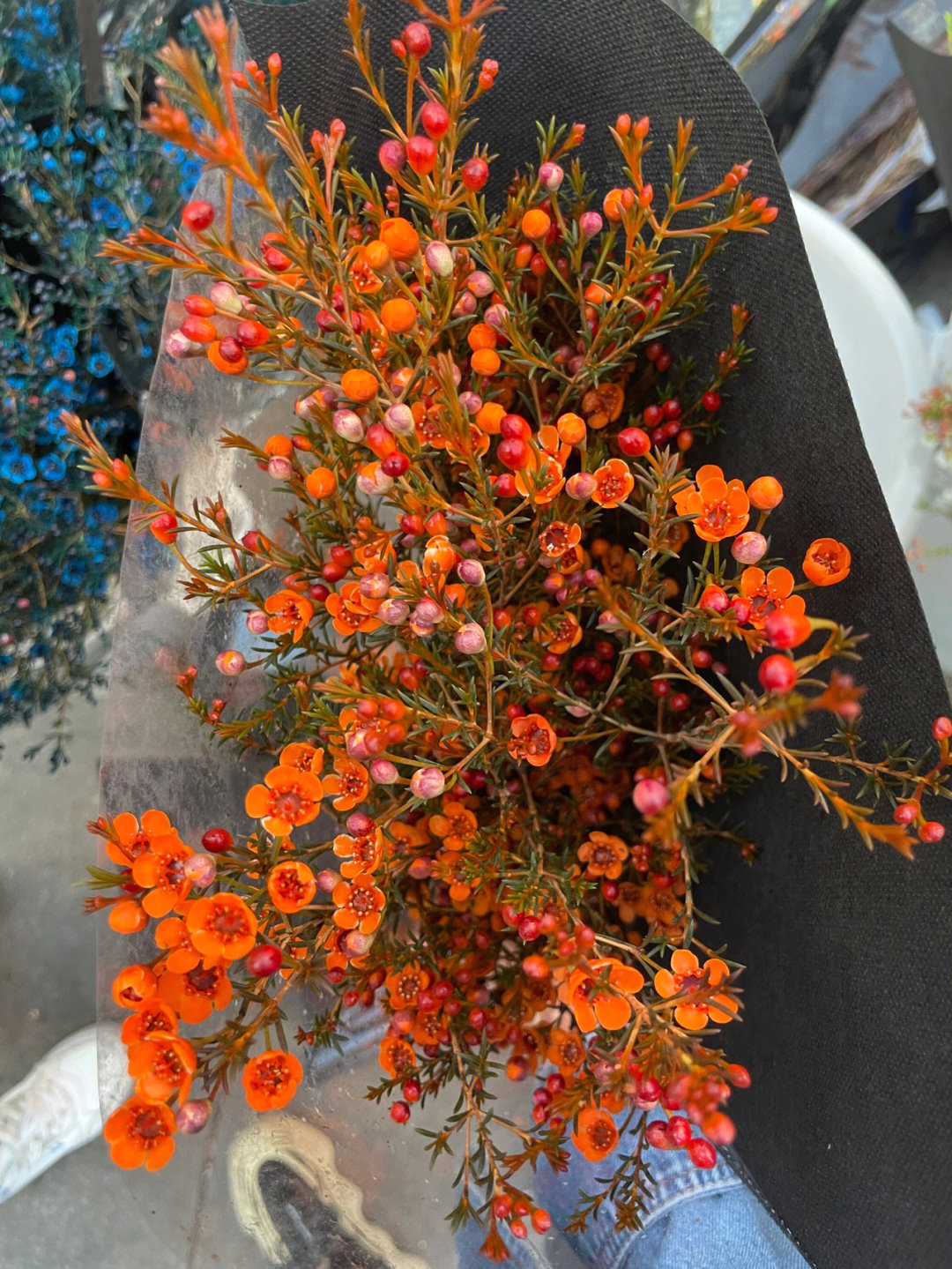 澳洲腊梅的花语图片