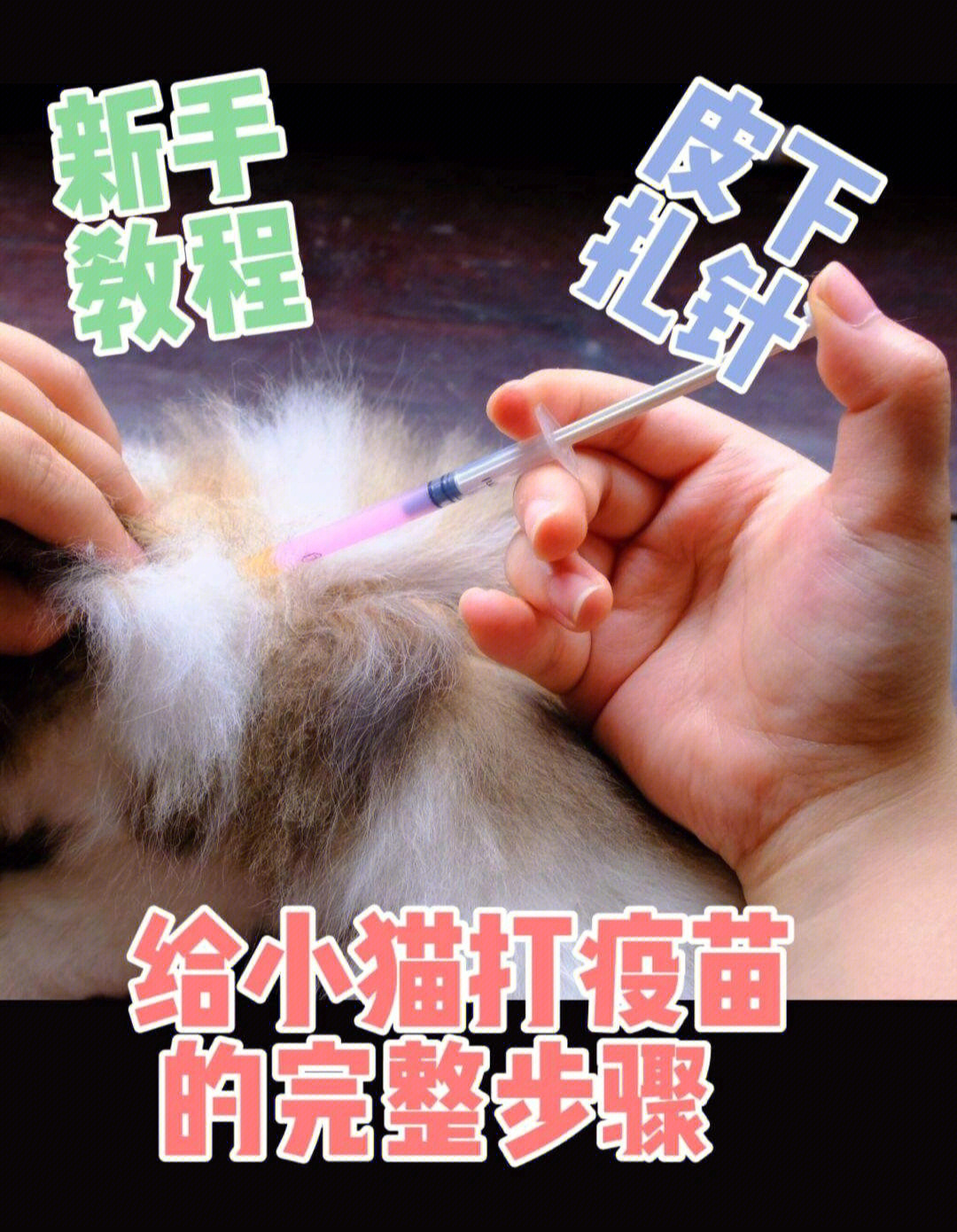 在对皮肤进行消毒时,还可以使猫的毛发分开,露出皮肤,方便进针