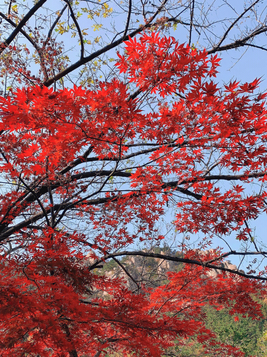 崂山北九水秋天图片图片