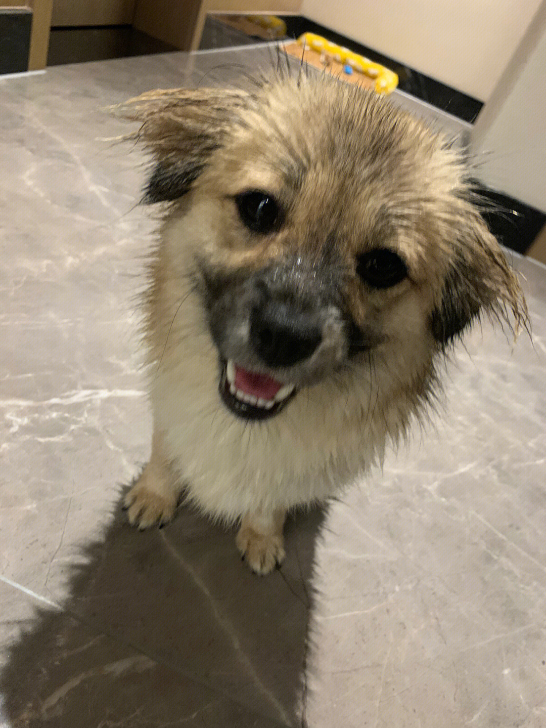 汪星人淋雨图片