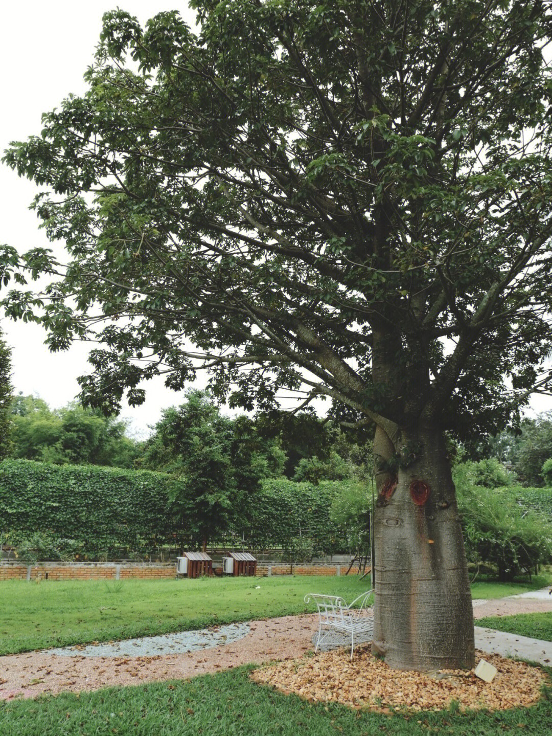 猴面包树,这是一颗非同寻常的巨树,吸引所有看到它的人都忍不住要停