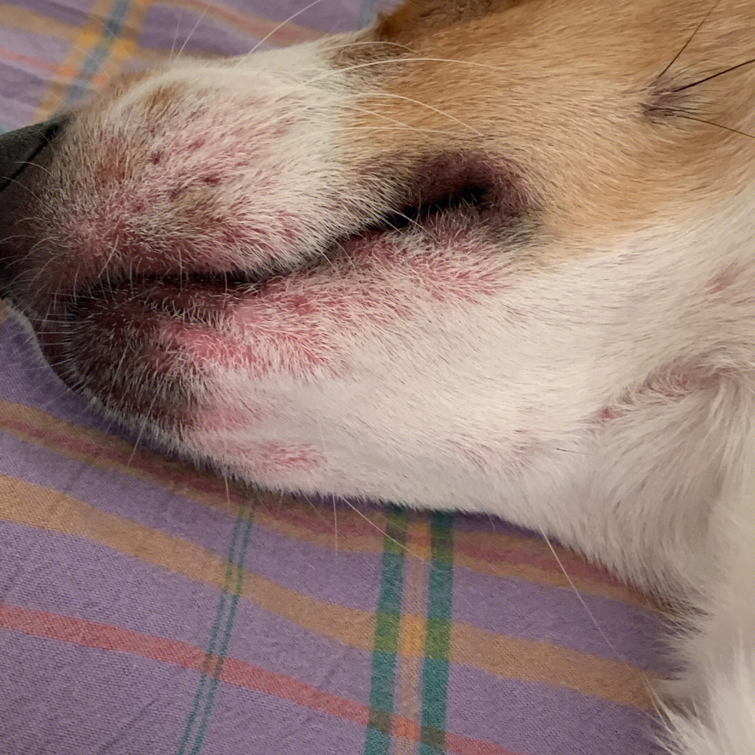 狗过敏脸肿图片