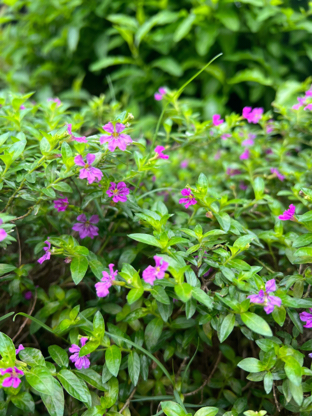 记录植物细叶萼距花cupheahyssopifolia