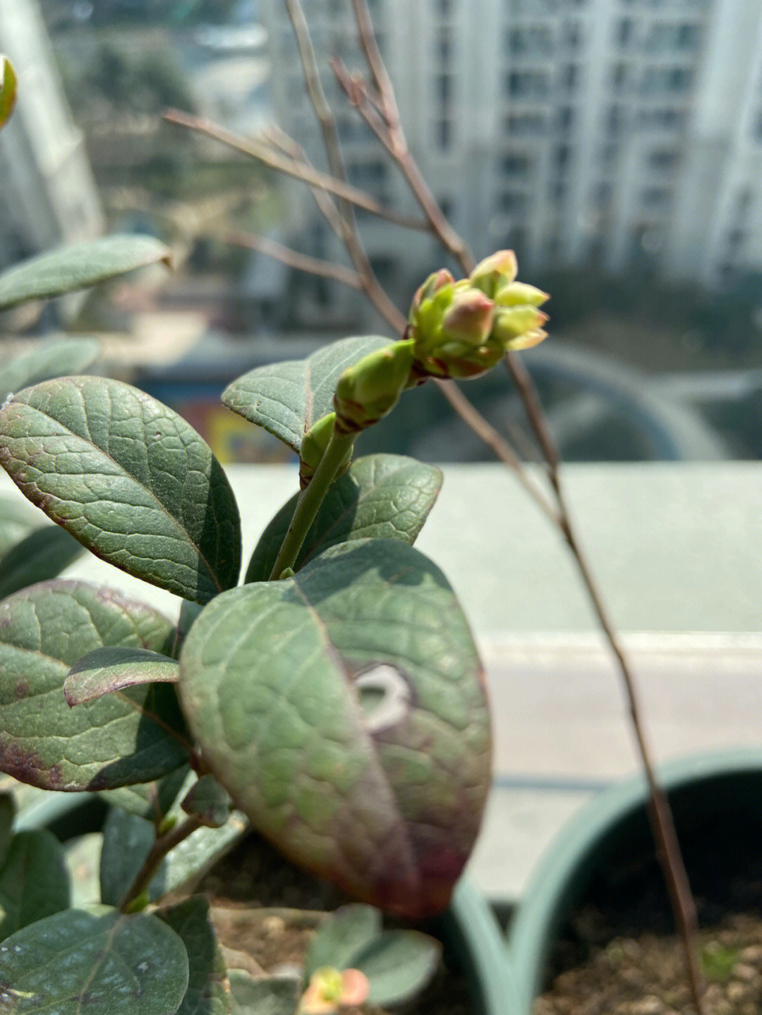 蓝莓花芽和叶芽图片图片