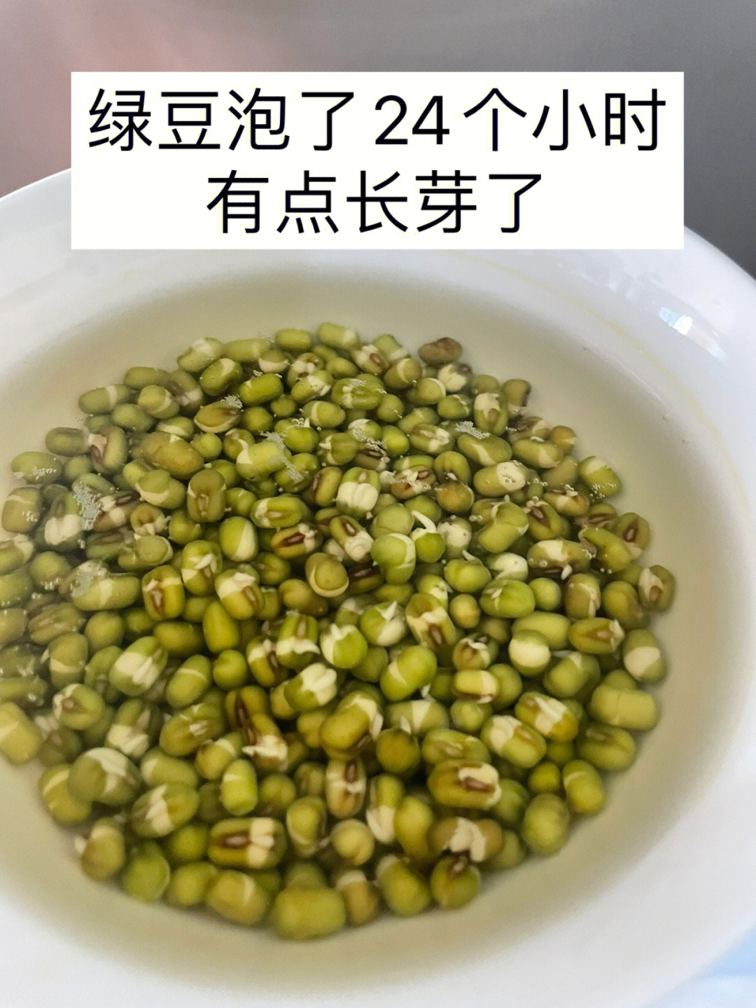 水培绿豆发芽过程图片图片