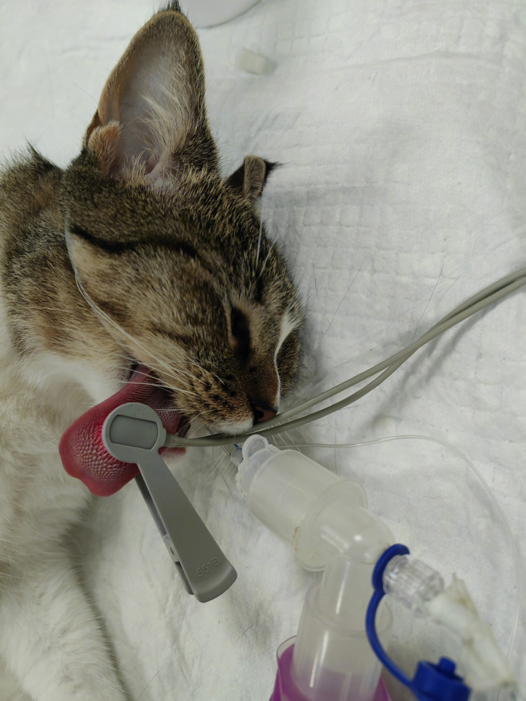 猫呼吸麻醉插管示意图图片
