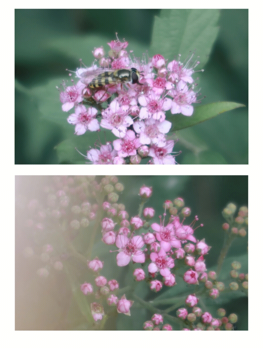 粉花绣线菊的果实图片