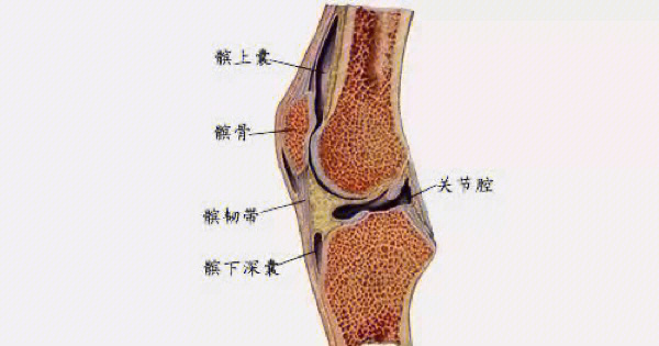 膝关节和膝盖