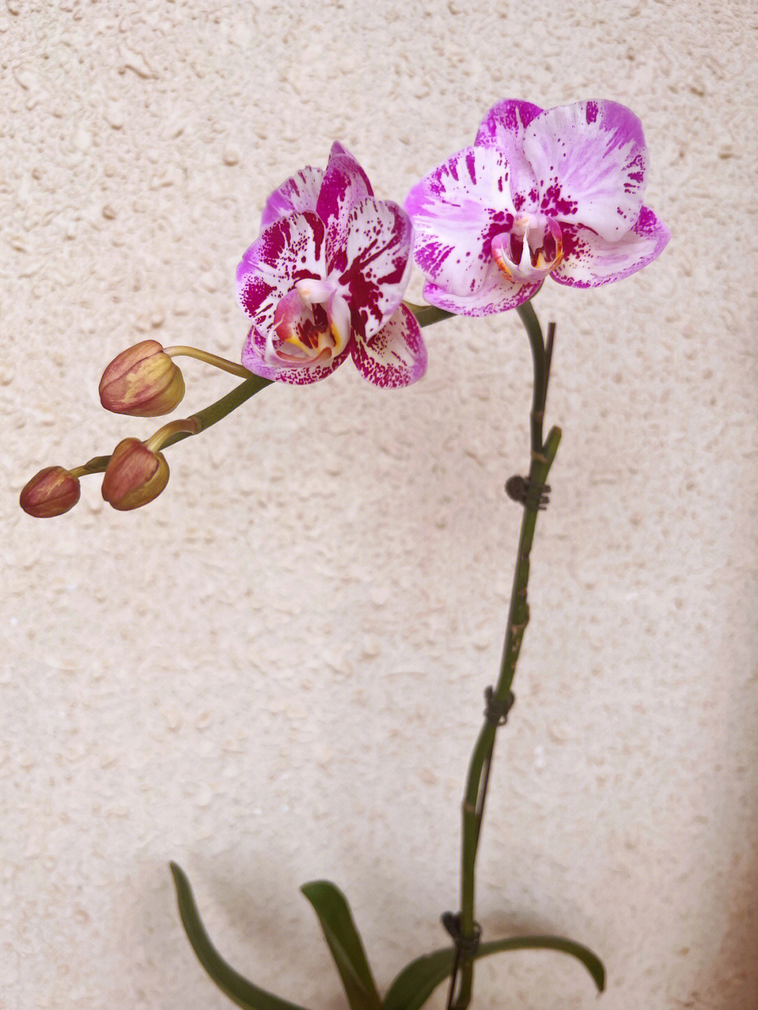 蝴蝶兰的花蕊结构图片
