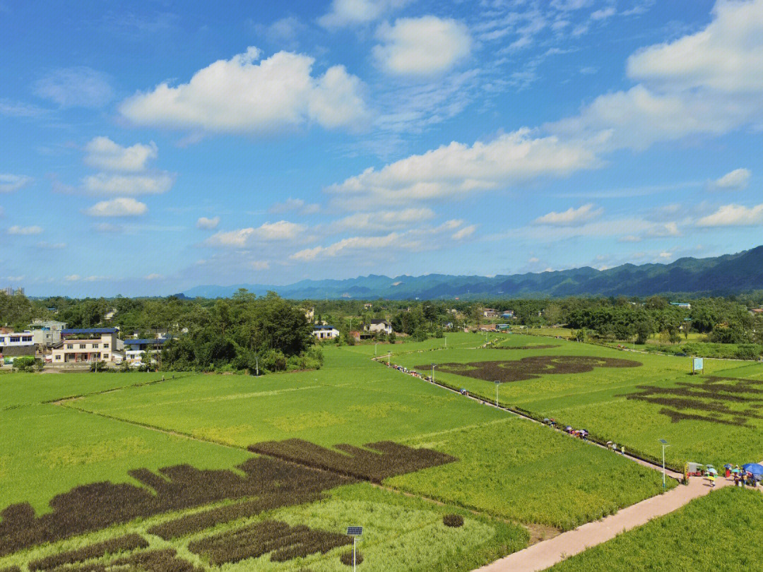 大足五彩稻田园