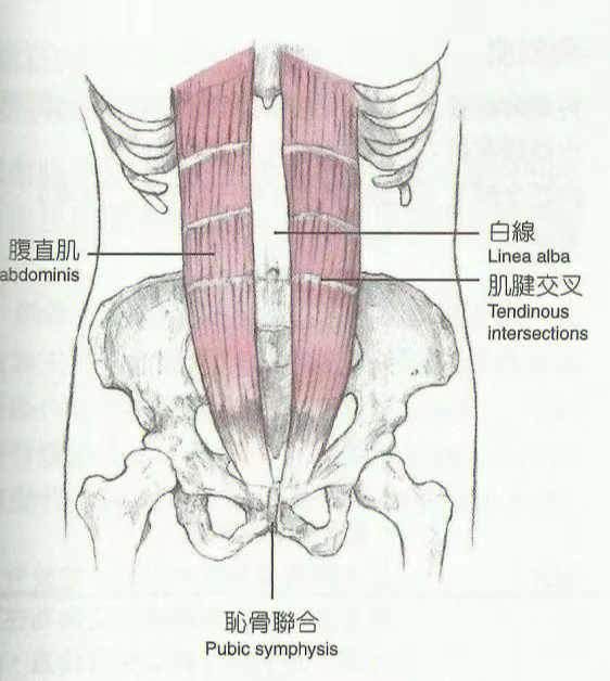 腹直肌外缘与肋弓图片图片