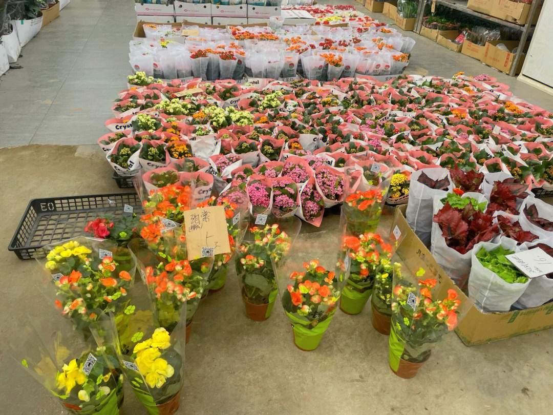 龙大花卉市场盆花真便宜呀