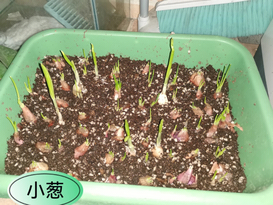 阳台种菜种的小葱豌豆苗都发芽啦