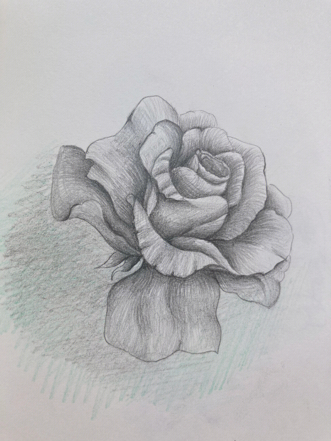 用铅笔画画 玫瑰花图片