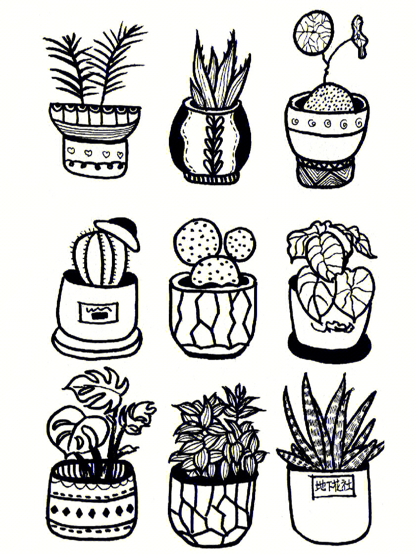 线描画盆栽植物图片图片