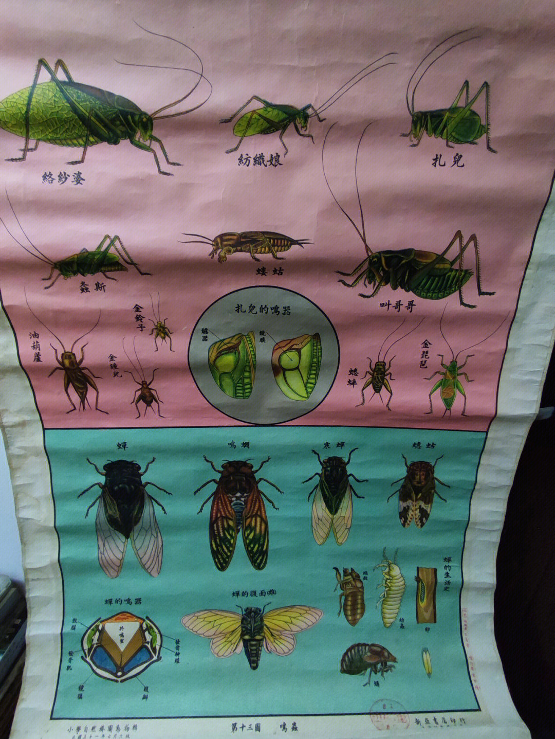 多种类我以为只有蟋蟀和蝉两种名字也好听蟋蟀类有纺织娘,扎儿,金铃子