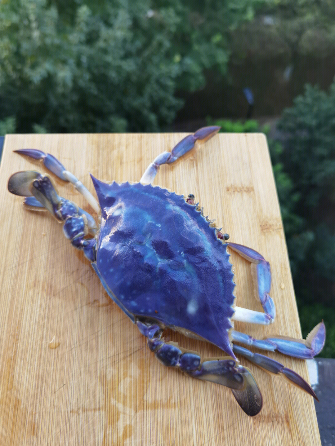这蓝紫蓝紫的海蟹能吃吗