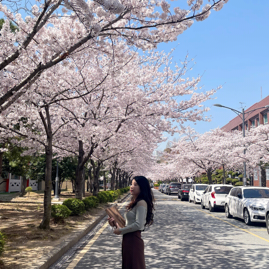 韩国日常釜山樱花