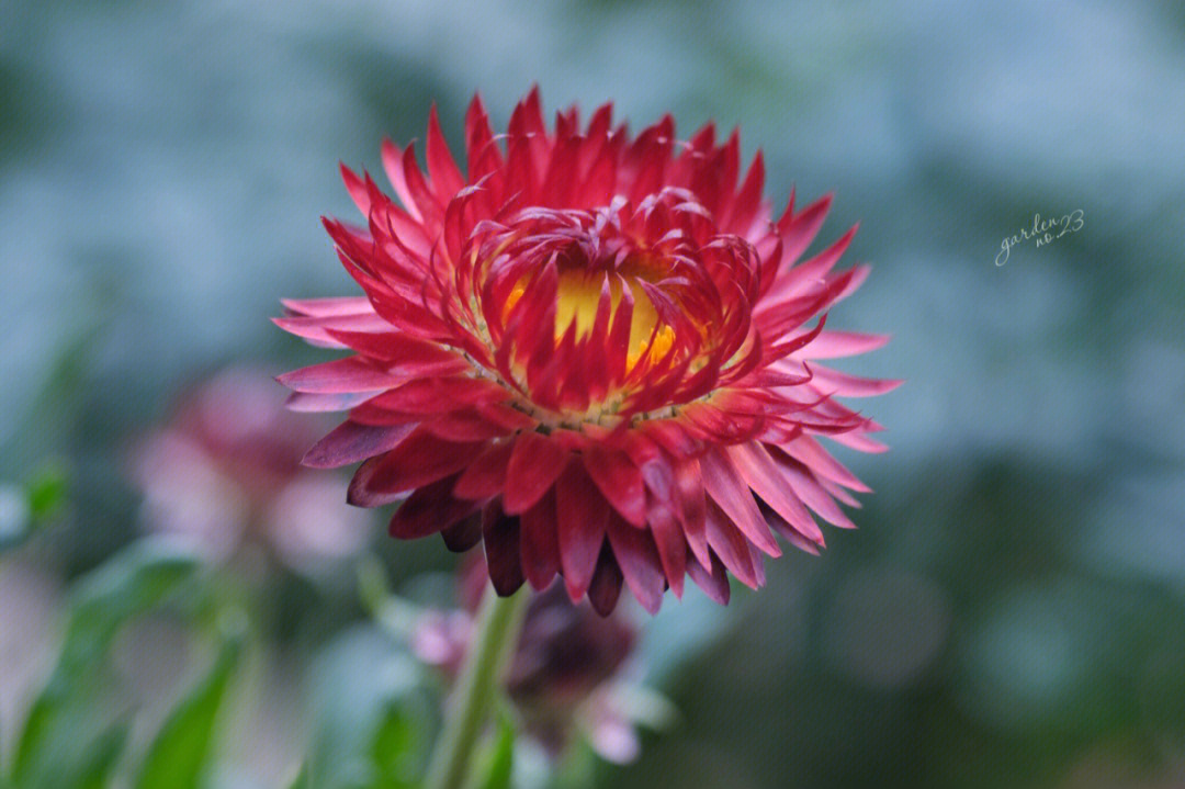 暗红色麦秆菊