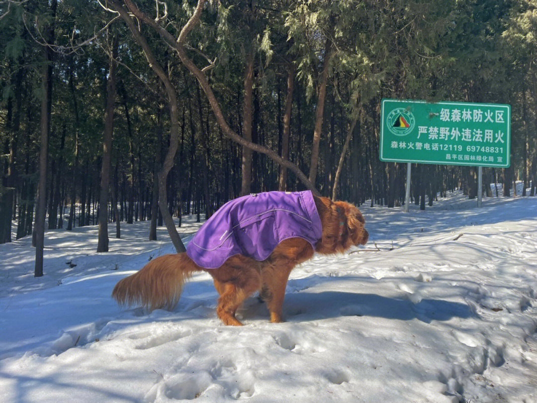 带小狗上山拉屎来了