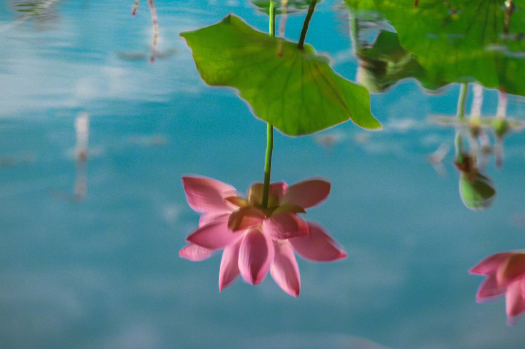 海上的月镜中花图片