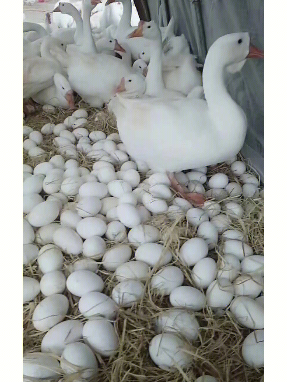 蛋鹅产蛋下降怎么办怎样让蛋鹅多产蛋