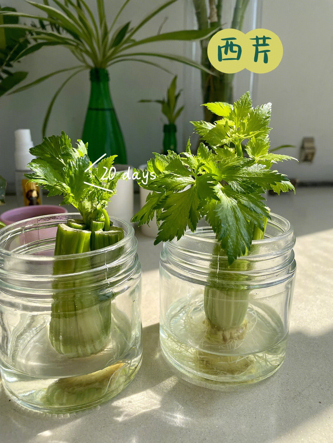 不买植物不买盆挑战100个盆景015芹菜