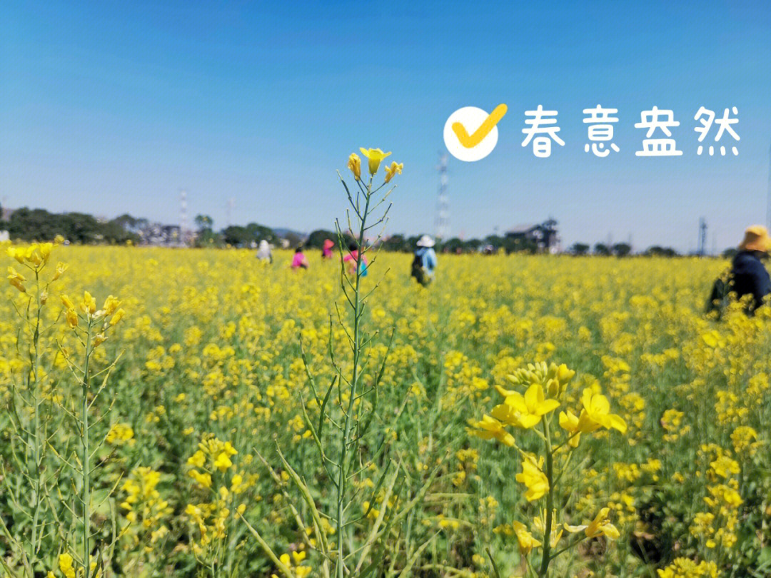 黄埔大吉沙岛油菜花图片