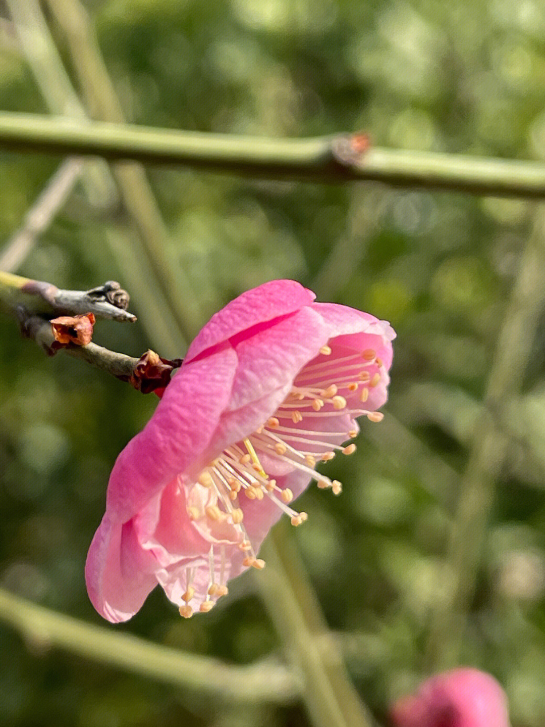 花开堪折直须折莫待无花空折枝