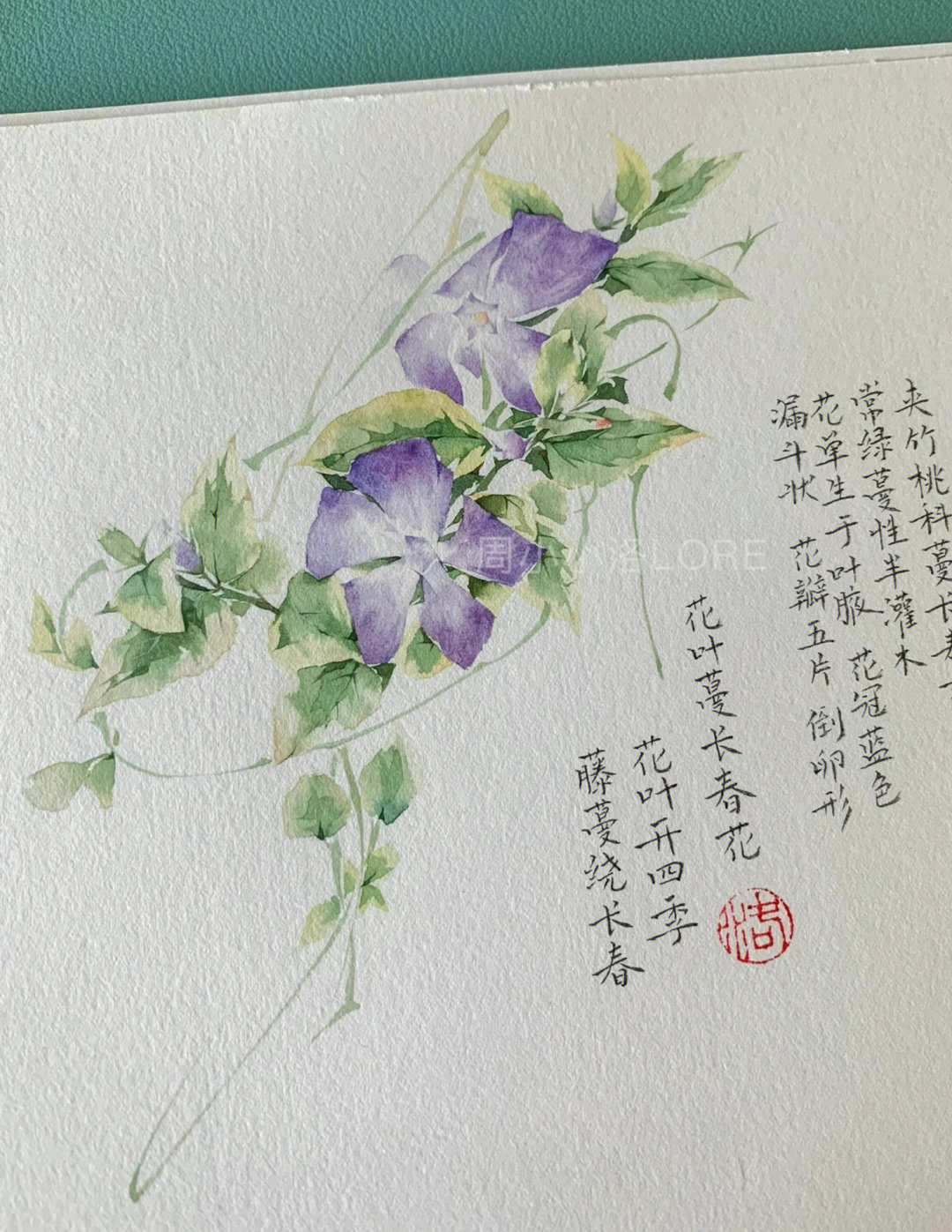 蔓长春花手绘图片