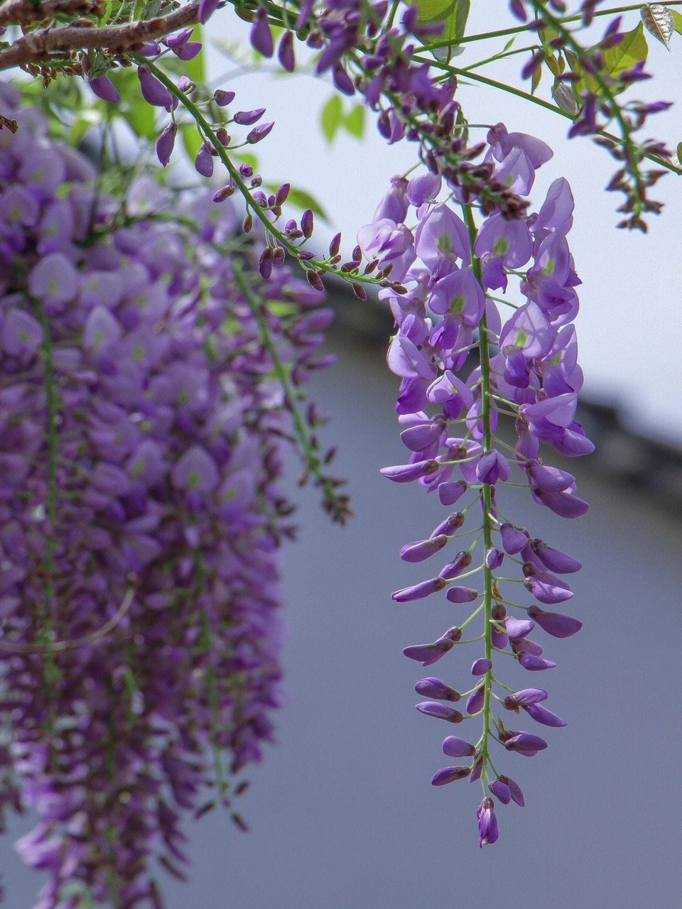 紫藤花开