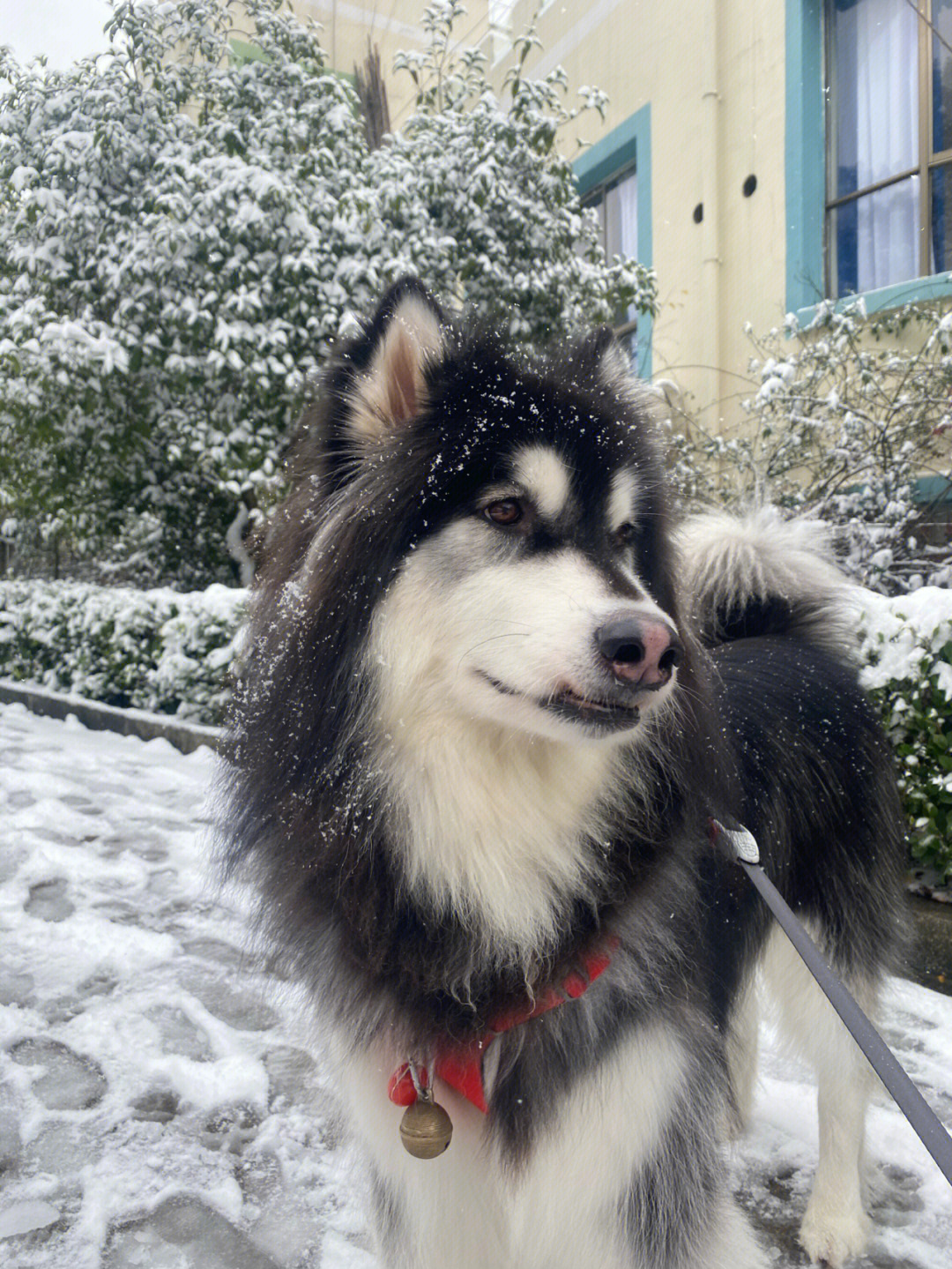 阿拉斯加 雪橇犬终于如愿见到雪