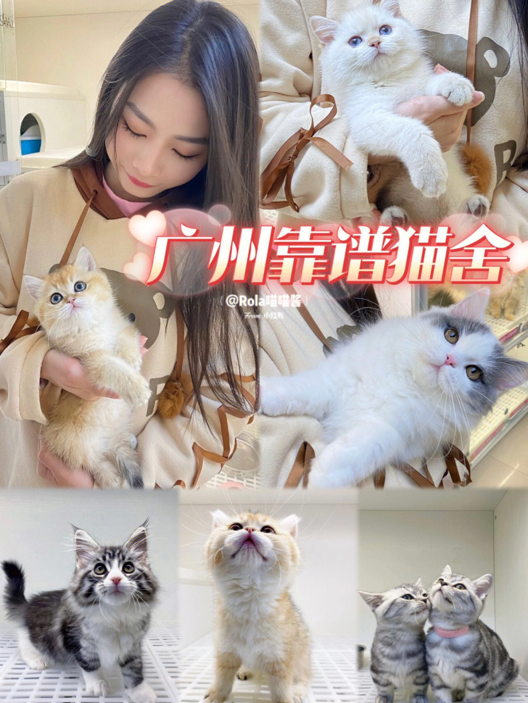 广州探店丨靠谱买猫的猫舍我只认这家60