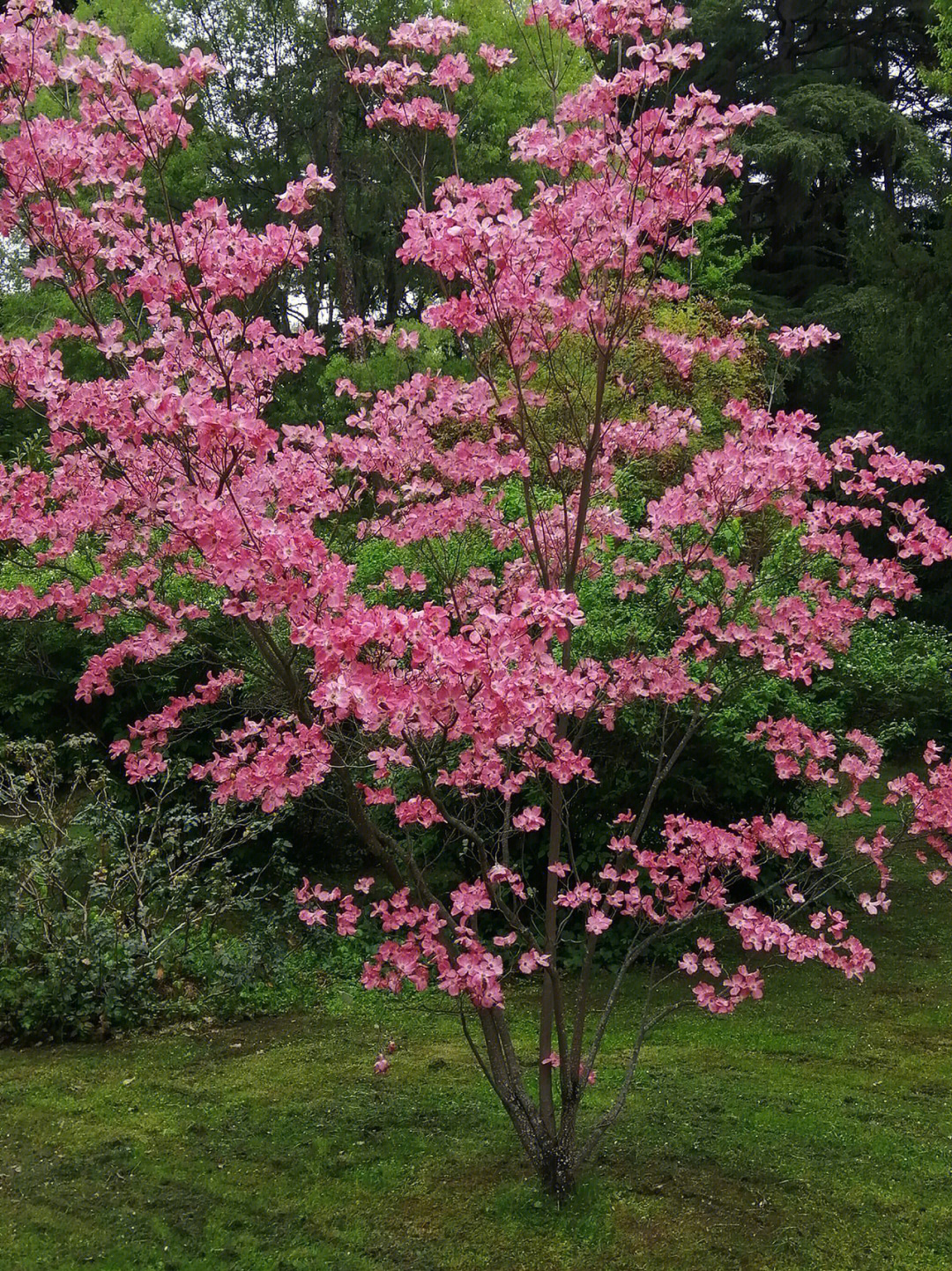 红白花简谱图片