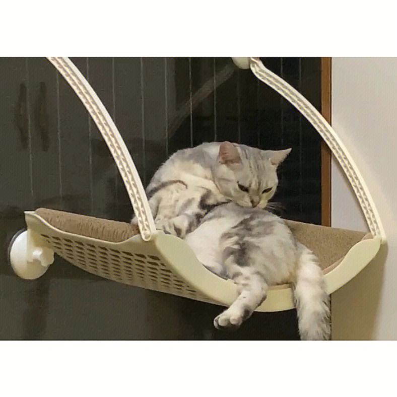 衣架自制猫吊床图片