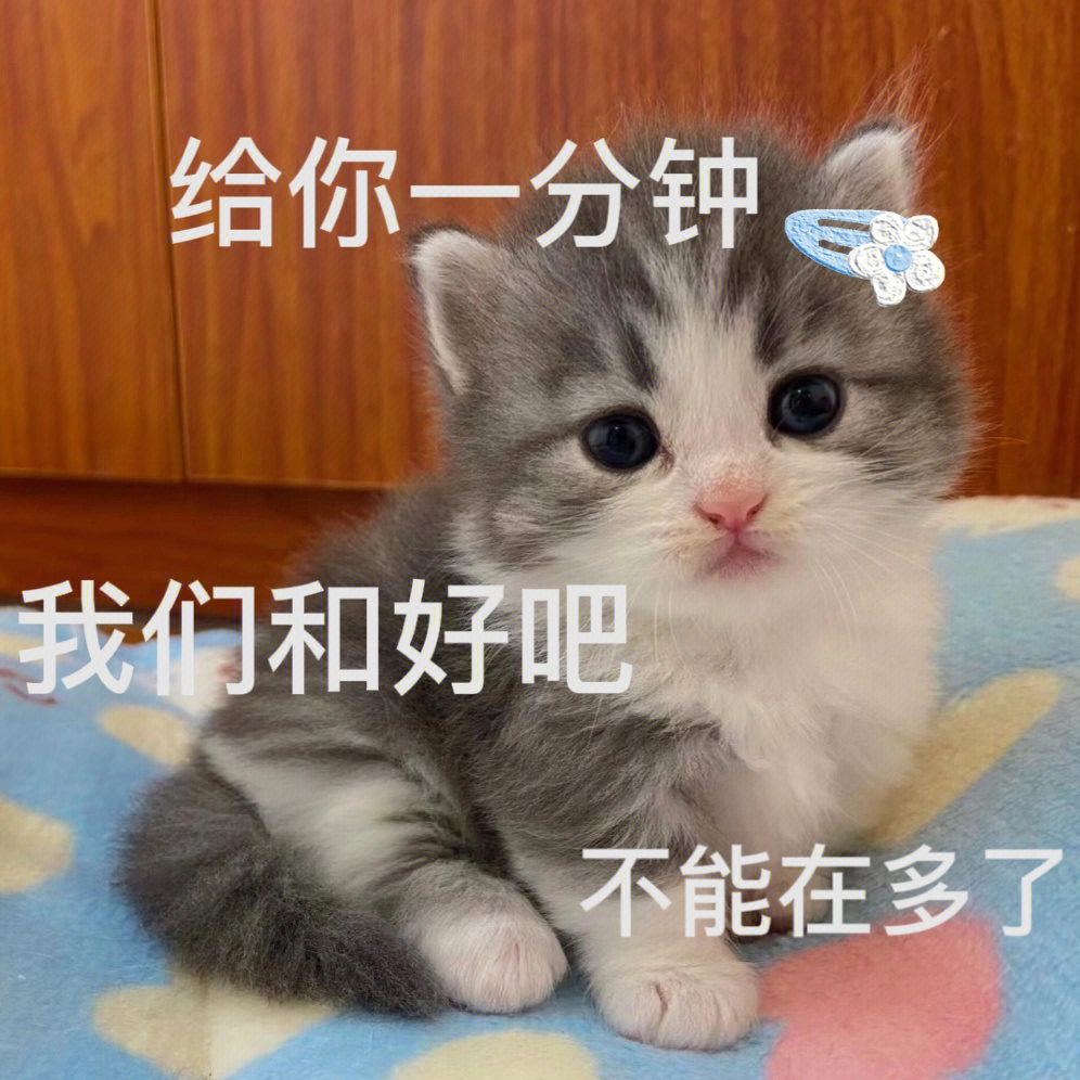 超可爱的猫咪表情包