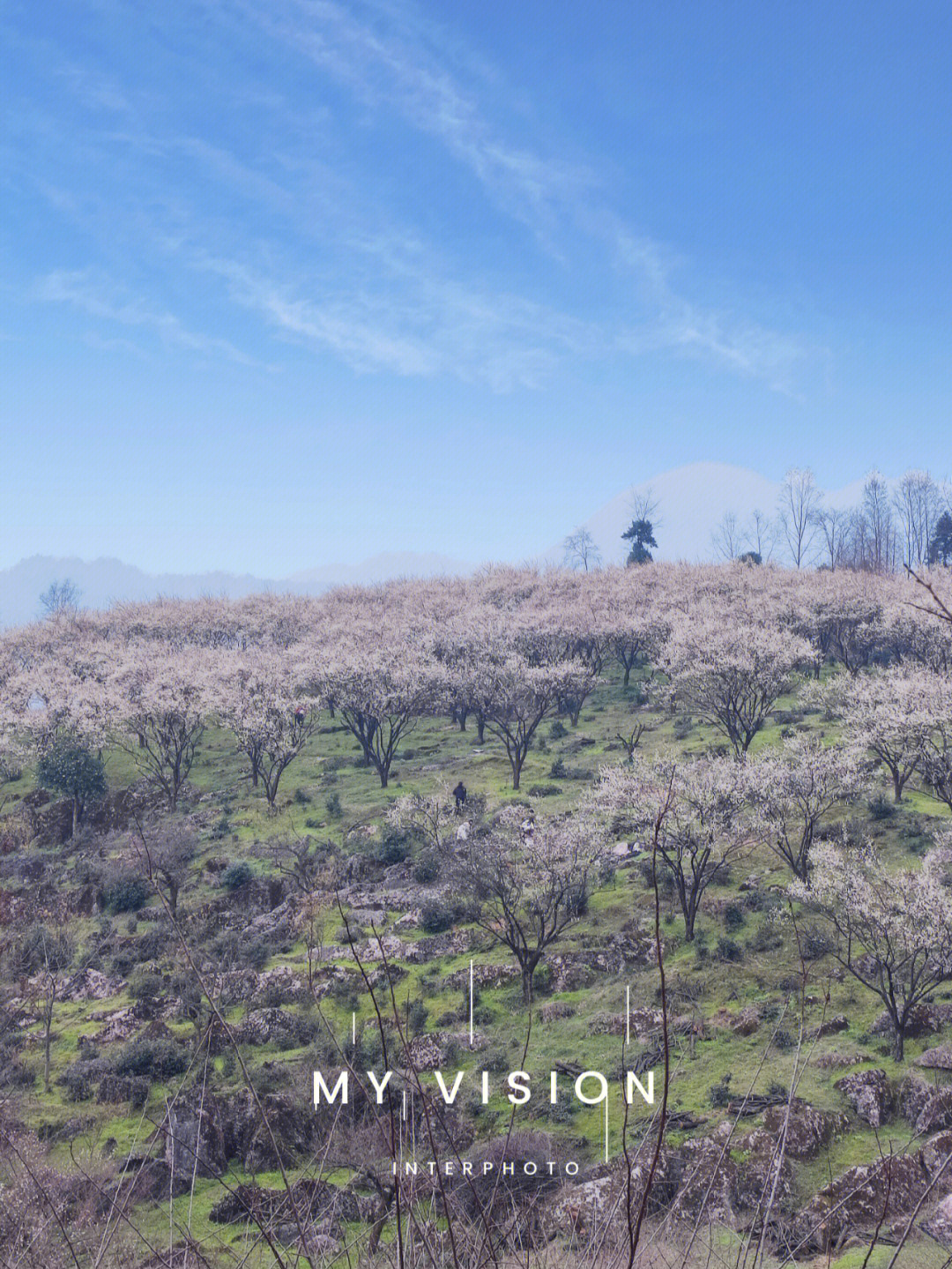 大邑大坪山看梅花图片