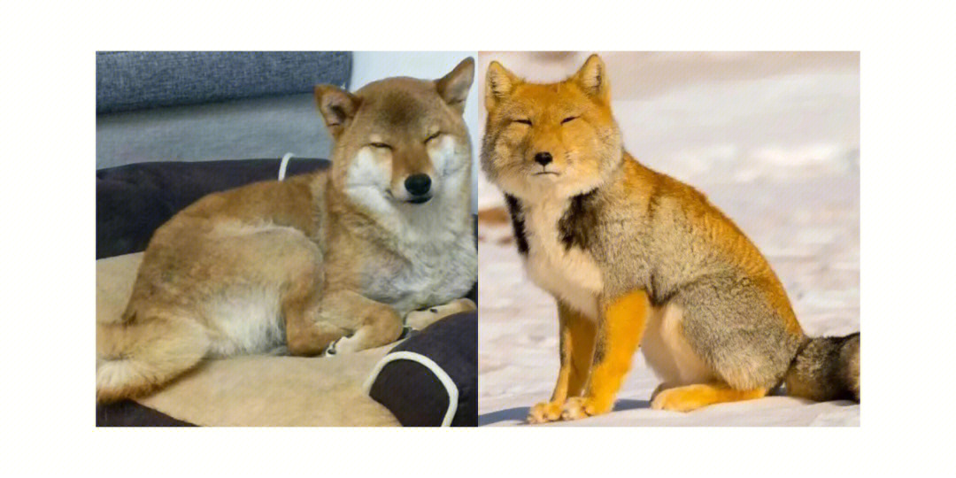 狐狸脸柴犬和狸猫脸图片