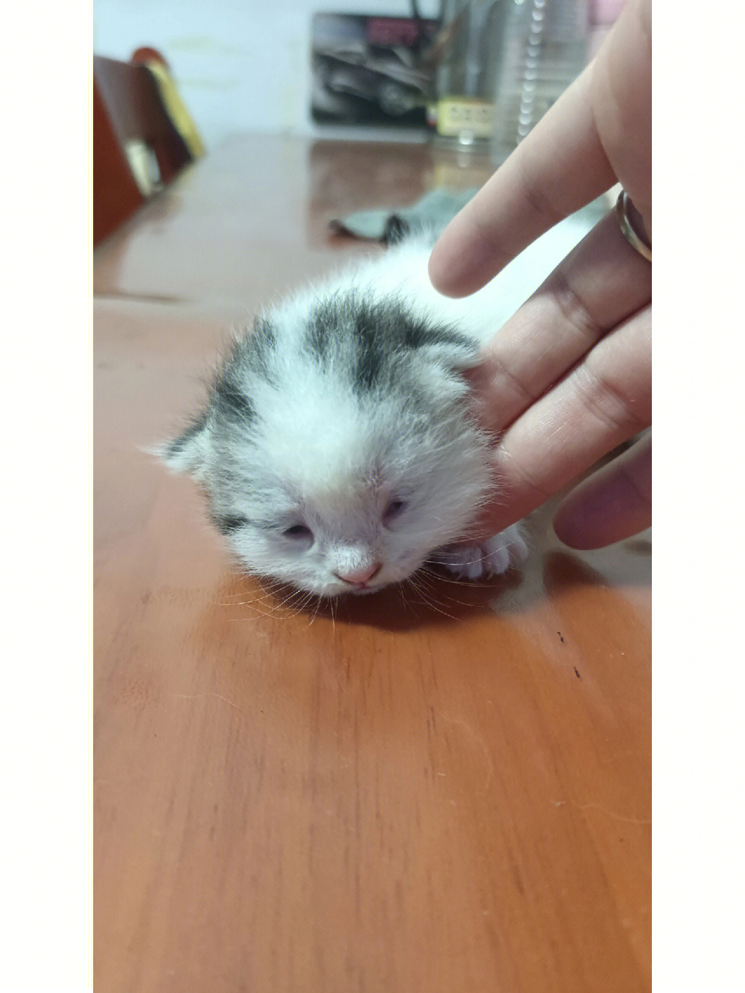 出生13天的小奶猫,还没有完全睁开眼睛,只睁开一点点,妥妥的小三角眼