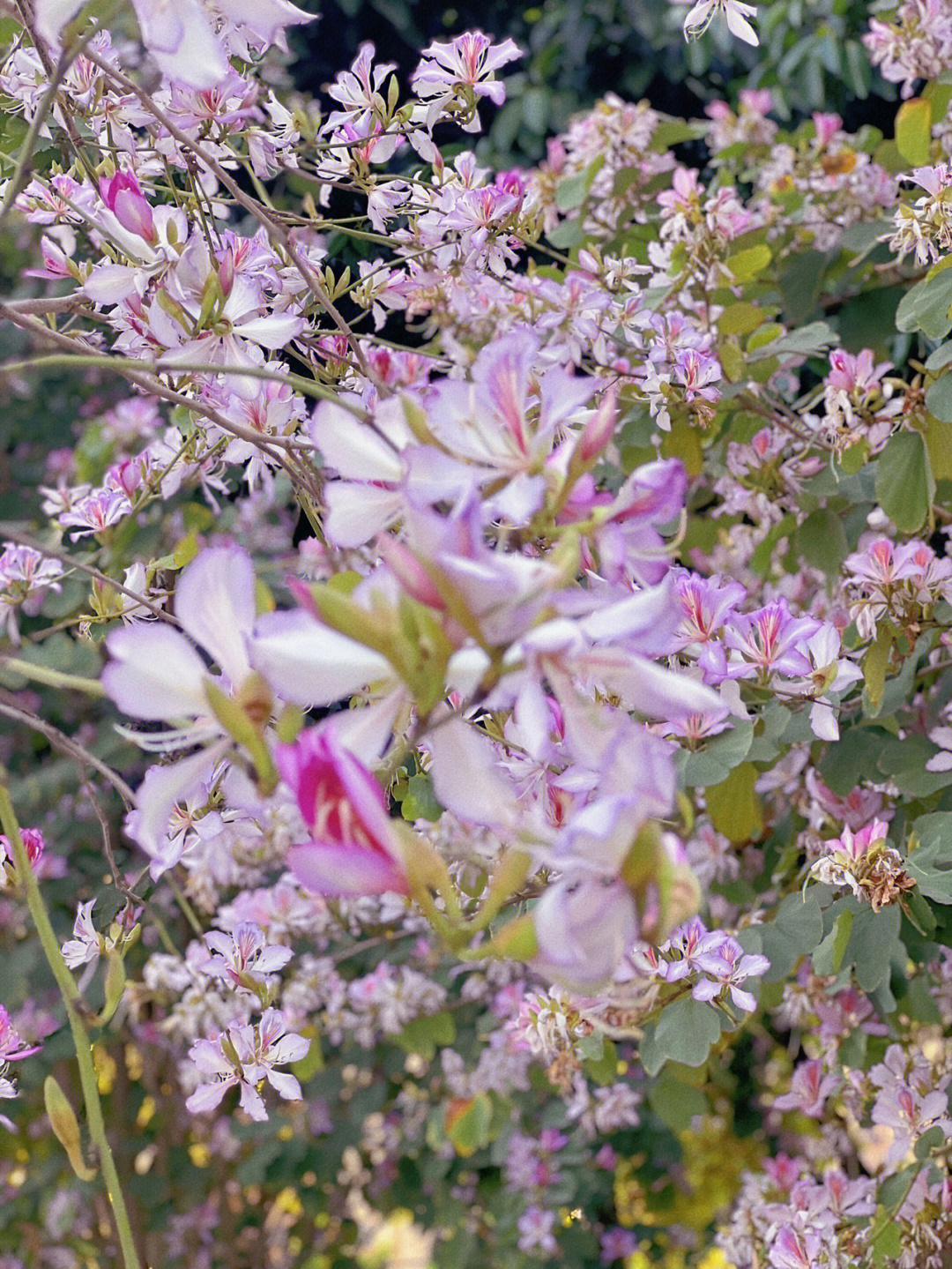 宫粉紫荆花期图片